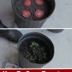 The Easiest Way To Grow Tomatoes