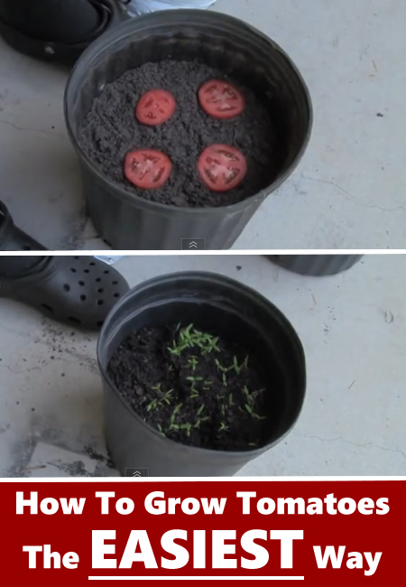 The Easiest Way To Grow Tomatoes