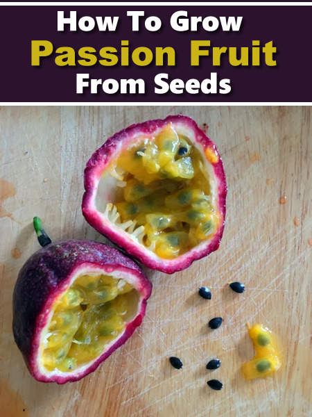 Growing Passion Fruit From Seed