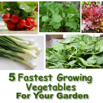 5 Fastest Growing Vegetables For Your Garden