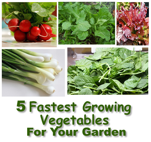 5 Fastest Growing Vegetables For Your Garden
