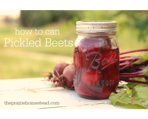 How To Can Pickled Beets