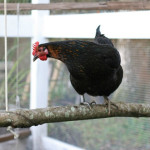 DIY Chicken Coop Swing