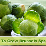 Growing Brussels Sprouts