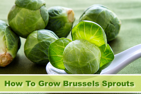 Growing Brussels Sprouts