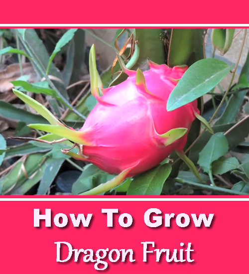 Growing Dragon Fruit