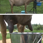 How To Milk A Goat