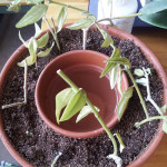 DIY Forsythe Propagation Pot