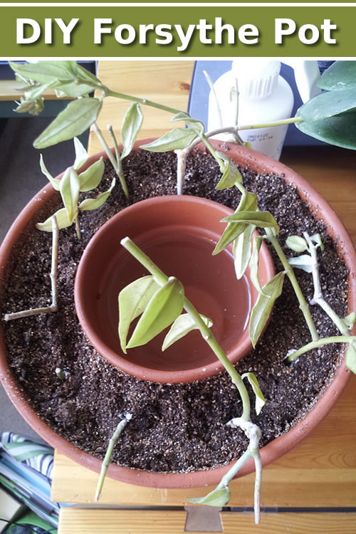 DIY Forsythe Propagation Pot