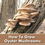 How To Grow Oyster Mushrooms On Logs
