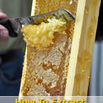 How To Extract Honey From A Beehive