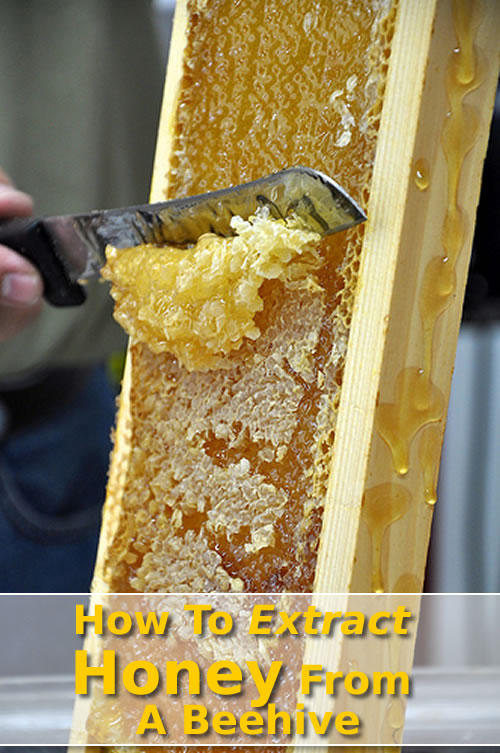 How To Extract Honey From A Beehive