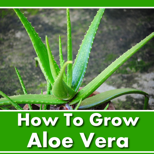 How To Grow Aloe Vera