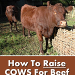 How To Raise Cows For Beef