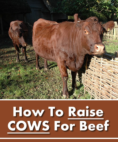 How To Raise Cows For Beef