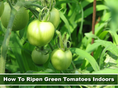 How To Ripen Green Tomatoes Indoors
