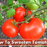 How To Sweeten Your Tomatoes
