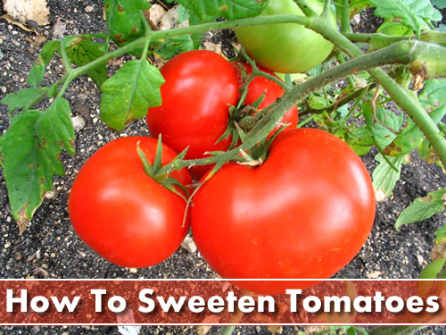 How To Sweeten Your Tomatoes
