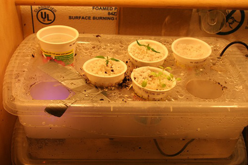 DIY Fogger Aeroponics System