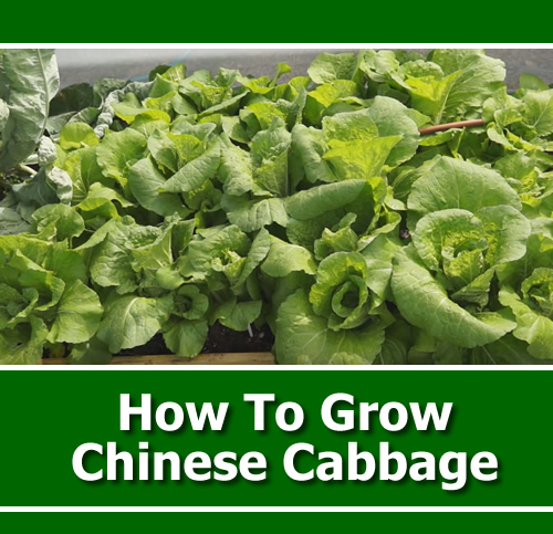 How To Grow Chinese Cabbage