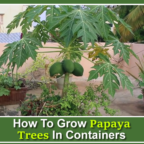 How To Grow Papaya In Containers
