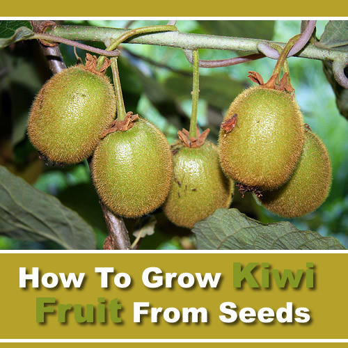 How To Grow Kiwi Fruit From Seeds
