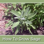 How To Grow Sage