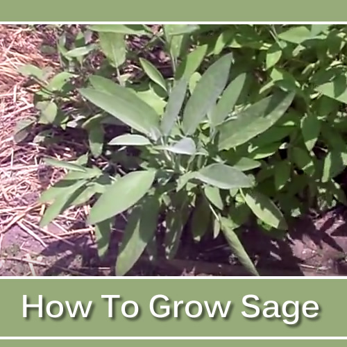 How To Grow Sage