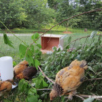 DIY Backyard Chick Playground Plans