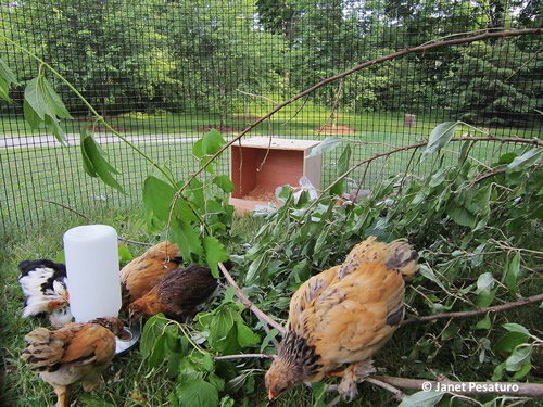 DIY Backyard Chick Playground Plans