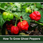 Growing Ghost Peppers