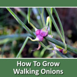 How To Grow Walking Onions