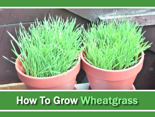 Growing Wheatgrass At Home