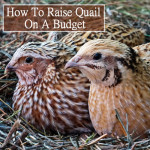 How To Raise Quail On A Budget