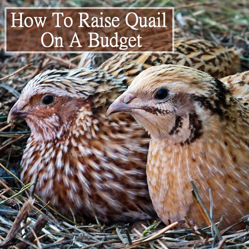 How To Raise Quail On A Budget