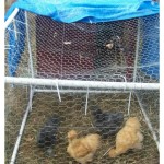 DIY Dog House Chicken Coop Plans