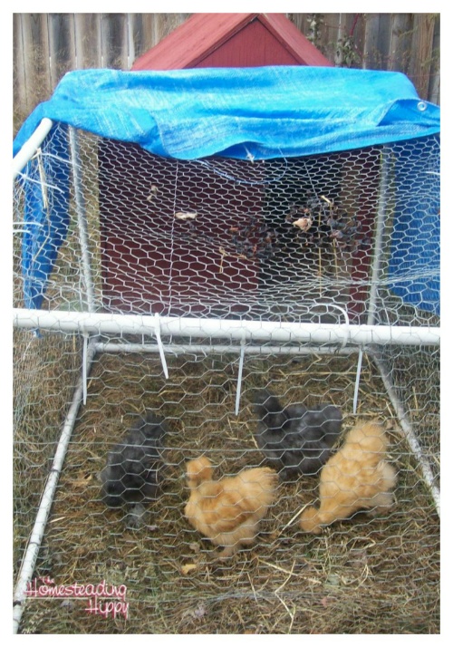 DIY Dog House Chicken Coop Plans