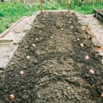 How To Grow Potatoes The No Dig Way