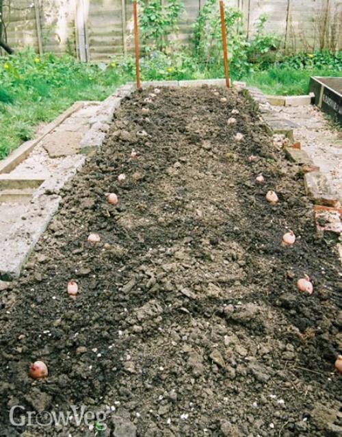 How To Grow Potatoes The No Dig Way