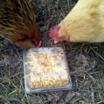 Make Yoour Own Chicken Scratch