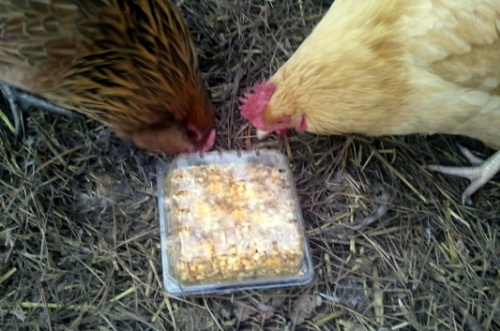 Make Yoour Own Chicken Scratch