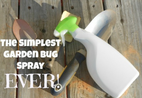 Homemade Garden Bug Spray Recipe