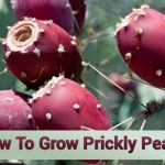 How To Grow Prickly Pears