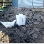DIY Self Filling Duck Waterer