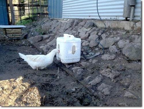 DIY Self Filling Duck Waterer