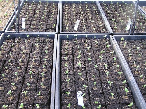 DIY Soil Seedling Starter Blocks