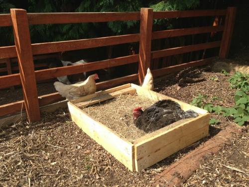 Homemade Wood Pallet Chicken Dust Bath