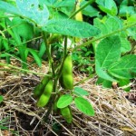 How To Grow Soyabeans