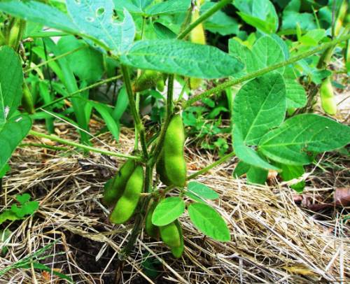 How To Grow Soyabeans