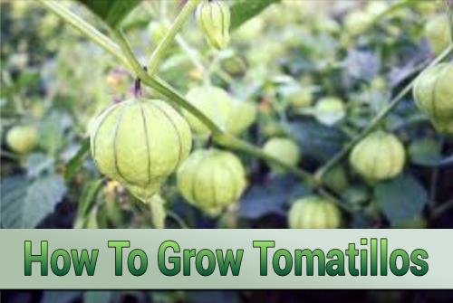How To Grow Tomatillos